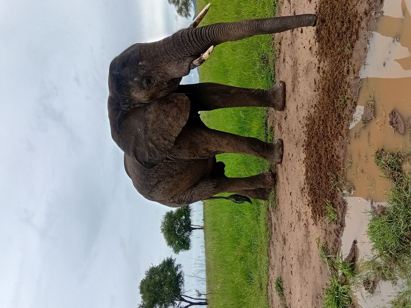 Elephant