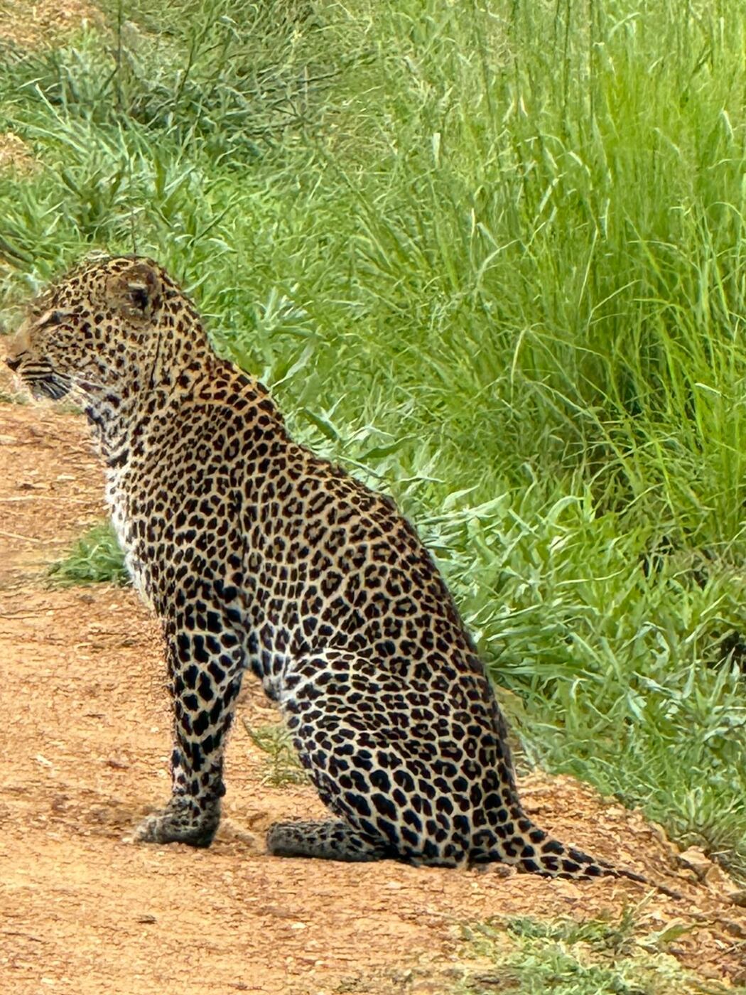 Leopard