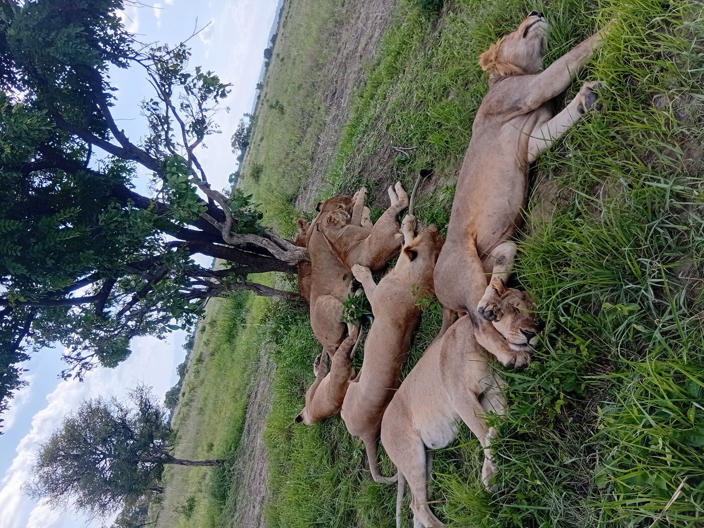 Serengeti Lions